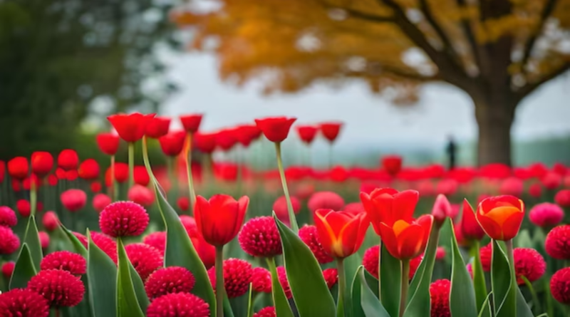 O Encanto da Primavera
