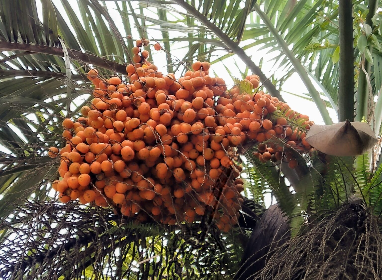 Um aglomerado de frutos laranja pendurados em uma palmeira, cercados por folhas verdes.